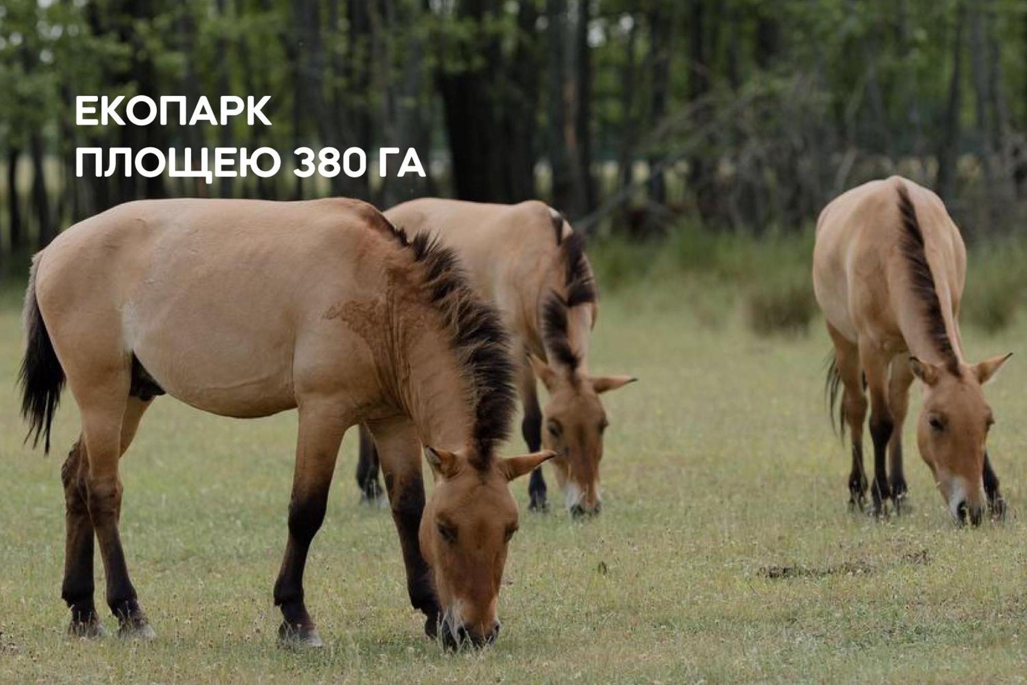 Dereville Sokolovka Dış mekan fotoğraf